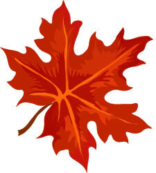 Deep red maple leaf