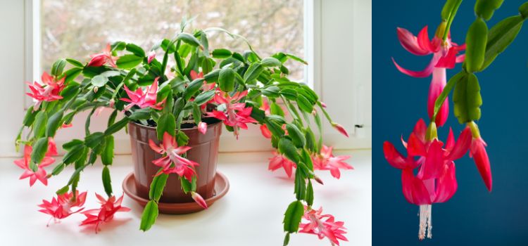 The actual Christmas Cactus plant The actual Christmas Cactus plant