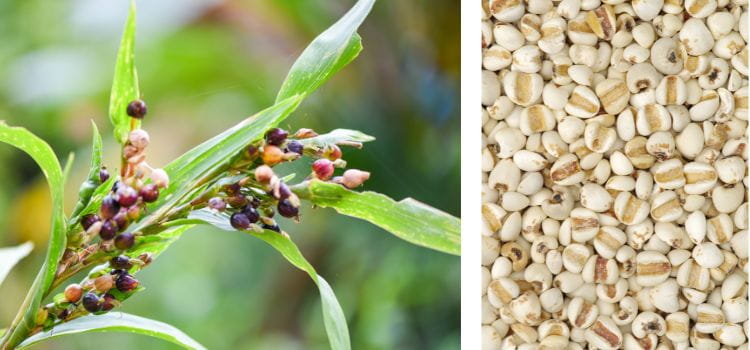 Job's Tears, the plant and the seed Job's Tears, the plant and the seed