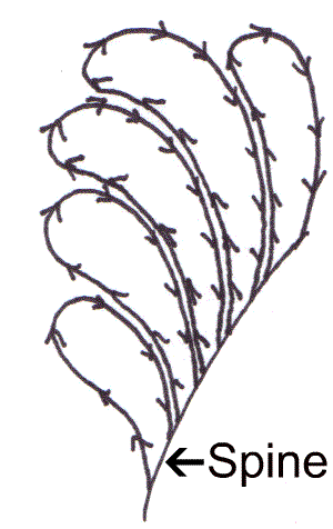 Quilting feathers with spaces between the stitching lines Quilting feathers with spaces between the stitching lines