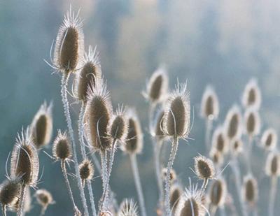 My inspiration photo, 'Field of Wheat'<br /><br />Click on either thumbnail below for a larger image<br /><br />