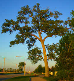 The Imperfect Perfect Tree